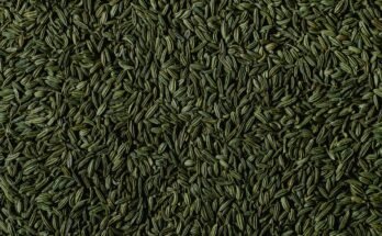 The Health Benefits of Fennel Seeds