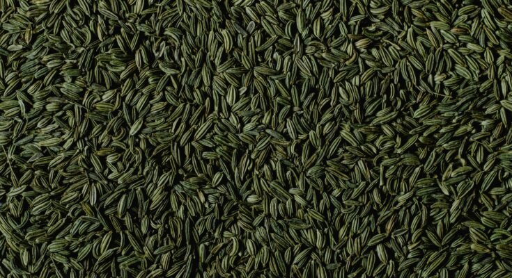 The Health Benefits of Fennel Seeds